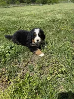 Bailey, a female Bernese Mountain Dog for sale in Success, MO – Photo 5 of 10