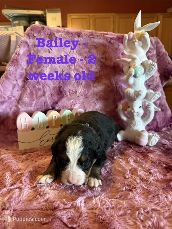 Bailey – Bernese Mountain Dog puppy for sale in Success, MO