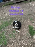 Bailey, a female Bernese Mountain Dog for sale in Success, MO – Photo 3 of 10