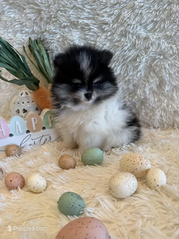 Willow – Pomeranian puppy for sale in Success, MO