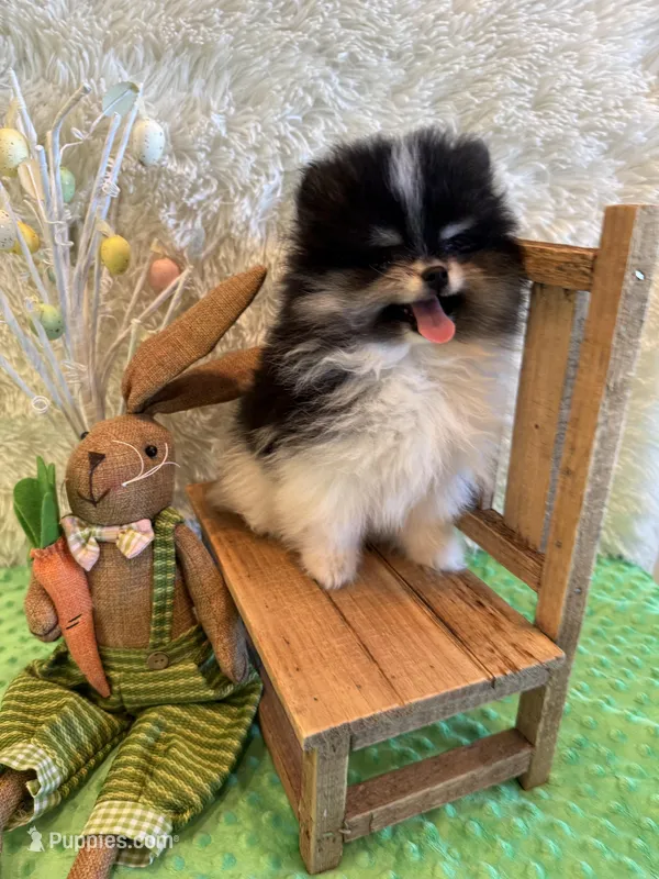 Willow – Pomeranian puppy for sale in Success, MO