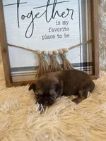 Maria , a female Shih Tzu for sale in Success, MO – 8 of 9