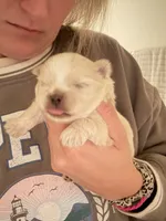 Jack , a male Pomeranian and Shih Tzu for sale in Success, MO – 2 of 6