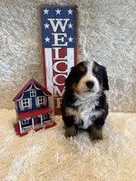 Hannah , a female Bernese Mountain Dog for sale in Success, MO – 3 of 10