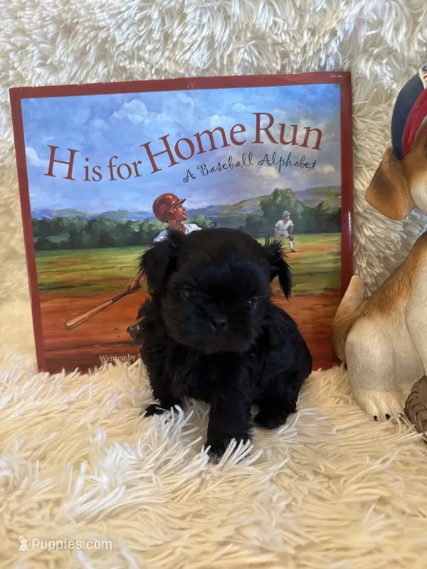 Tate – Shih Tzu puppy for sale in Success, MO