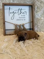 Freddie , a male Shih Tzu for sale in Success, MO – 4 of 5