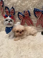 Brook, a male Shih Tzu for sale in Success, MO – 6 of 10