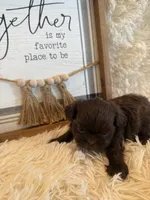 Cal, a male Shih Tzu for sale in Success, MO – 6 of 8