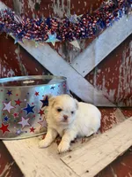 Delilah, a male Shih Tzu for sale in Success, MO – 2 of 10