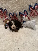 Hannah , a female Bernese Mountain Dog for sale in Success, MO – 6 of 10