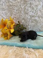 Miles, a male Shih Tzu for sale in Success, MO – 6 of 6