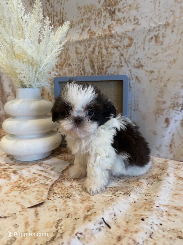 Charlie – Shih Tzu puppy for sale in Success, MO