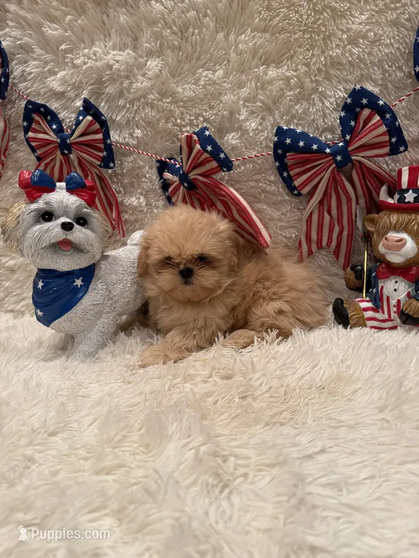 Reed – Shih Tzu puppy for sale in Success, MO