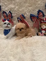 Reed, a male Shih Tzu for sale in Success, MO – 5 of 10