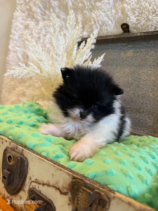 Meadow  – Pomeranian puppy for sale in Success, MO