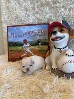 Delilah, a male Shih Tzu for sale in Success, MO – 9 of 10
