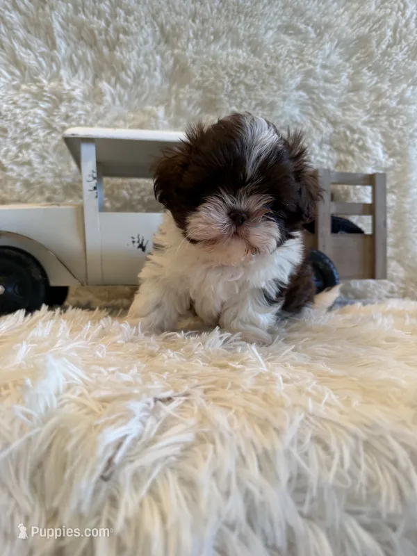 Sailor  – Shih Tzu puppy for sale in Success, MO