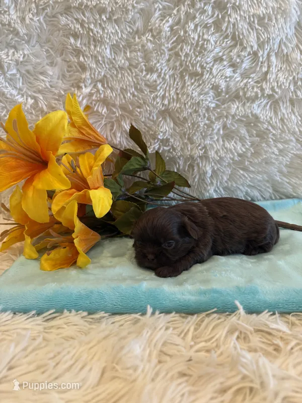 Kayce – Shih Tzu puppy for sale in Success, MO