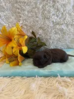 Kayce, a male Shih Tzu for sale in Success, MO – 1 of 1