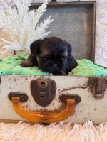 Oakley, a male Shih Tzu for sale in Success, MO – 9 of 10