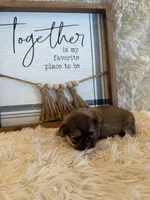 Adriana, a female Shih Tzu for sale in Success, MO – 2 of 5