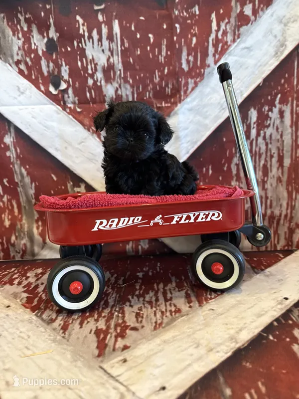 Tate – Shih Tzu puppy for sale in Success, MO