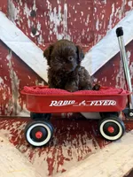 Kayce, a male Shih Tzu for sale in Success, MO – 6 of 10
