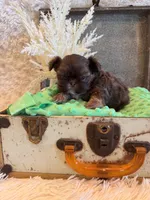Asher, a male Shih Tzu for sale in Success, MO – 9 of 10