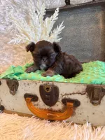 Asher, a male Shih Tzu for sale in Success, MO – 7 of 10