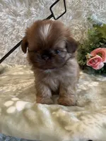 Finch, a male Shih Tzu for sale in Success, MO – 4 of 10
