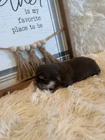 Brayden , a male Shih Tzu for sale in Success, MO – 4 of 8