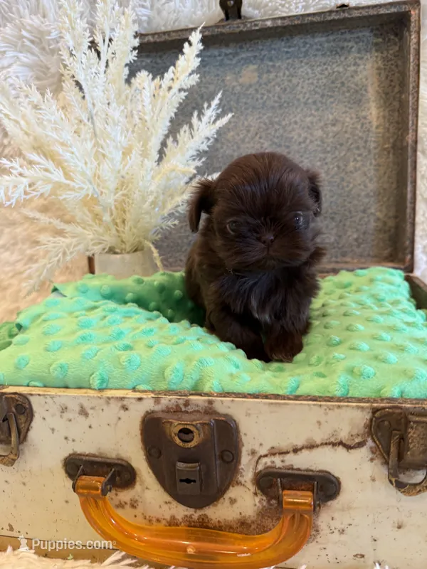 Rosie  – Shih Tzu puppy for sale in Success, MO