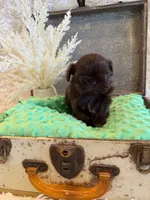 Rosie , a female Shih Tzu for sale in Success, MO – 1 of 10