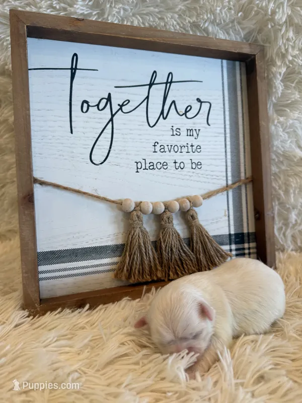 Sam – Shih Tzu puppy for sale in Success, MO