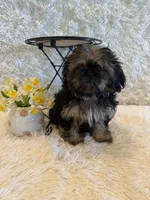 Oakley, a male Shih Tzu for sale in Success, MO – 4 of 10