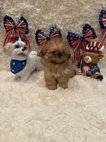 Sparrow, a male Shih Tzu for sale in Success, MO – 6 of 10