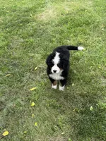 Dean, a male Bernese Mountain Dog for sale in Success, MO – 5 of 10