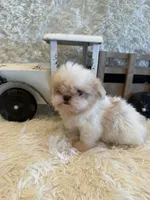 Brook, a male Shih Tzu for sale in Success, MO – 9 of 10