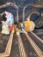 Austin, a male Pomeranian for sale in Success, MO – 5 of 6