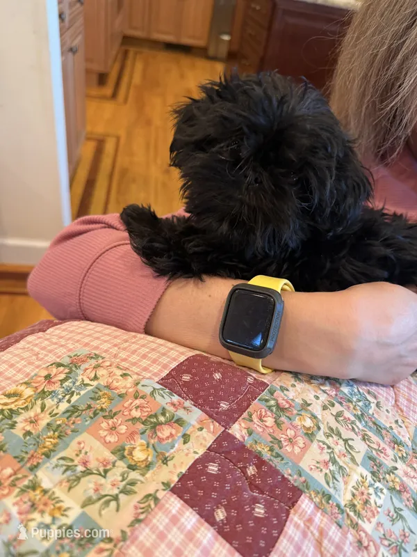Tate – Shih Tzu puppy for sale in Success, MO