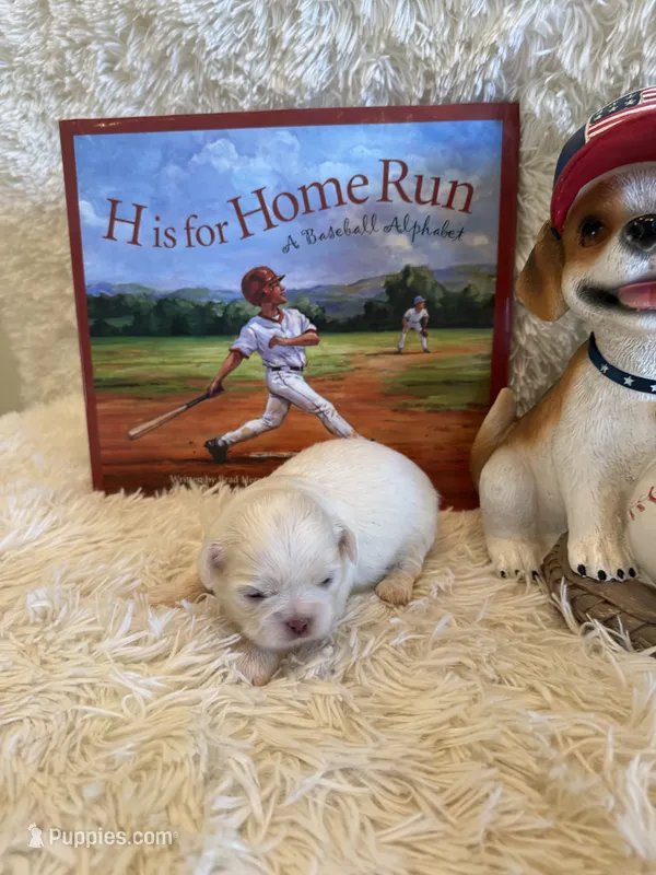 Sam – Shih Tzu puppy for sale in Success, MO