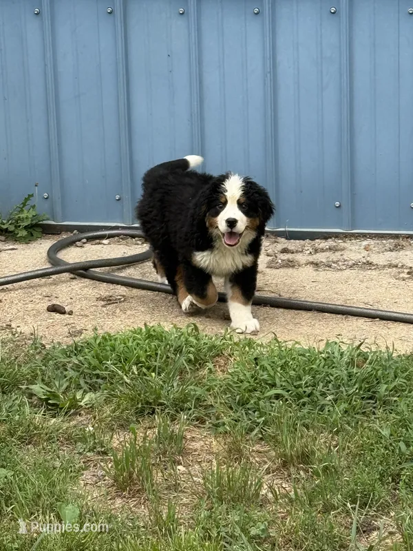 Dean – Bernese Mountain Dog puppy for sale in Success, MO