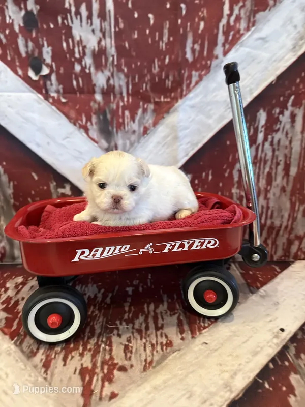 Delilah – Shih Tzu puppy for sale in Success, MO