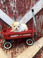 Delilah, a male Shih Tzu for sale in Success, MO – 4 of 10