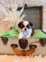 Hazel, a female Shih Tzu for sale in Success, MO – 5 of 10