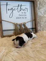 Charlie, a male Shih Tzu for sale in Success, MO – 3 of 3