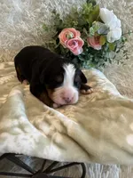Hannah , a female Bernese Mountain Dog for sale in Success, MO – 1 of 10