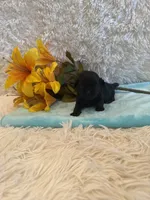 Andrea, a female Shih Tzu for sale in Success, MO – 5 of 5