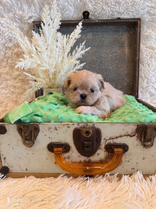 Reed – Shih Tzu puppy for sale in Success, MO