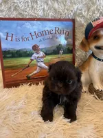 Cal, a male Shih Tzu for sale in Success, MO – 3 of 8
